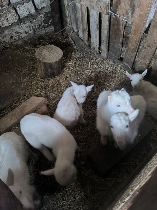 Продам молочних козенят, троє  цапків.
