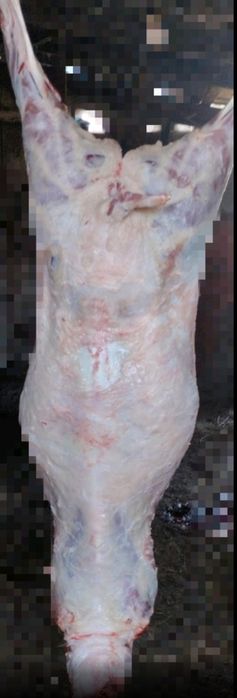 Тушка, молодої баранини,курдюк,курдючні, вівці, ягнята, м'ясо.