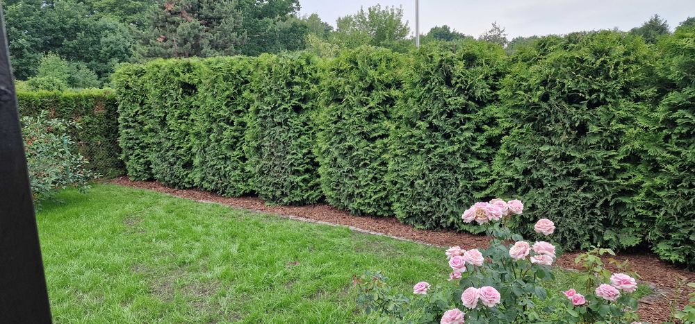 Sprzedam działkę ROD na Rudaku z murowanym domkiem! - Widok 4