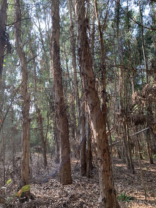 Vendo madeira em pé, bons acessos!
