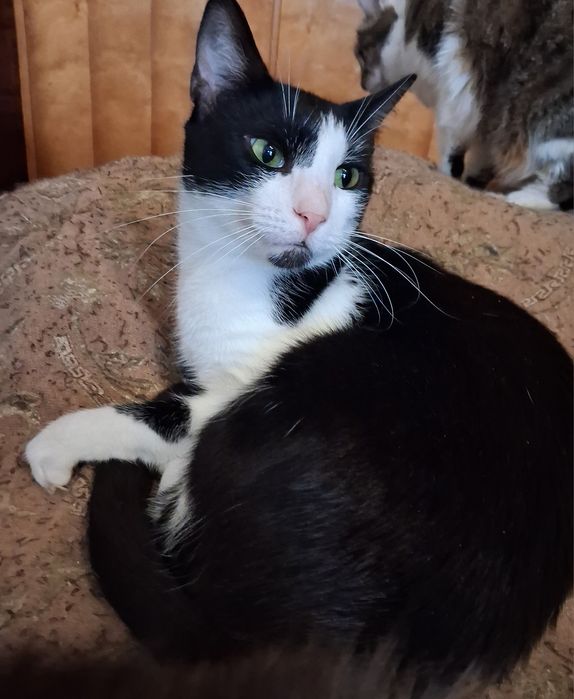 Котята, коты и кошки бесплатно