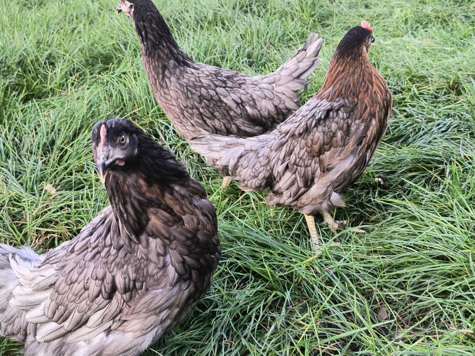 Kury nioski młode kokoszki Rossa dominant leghorn zielononóżki