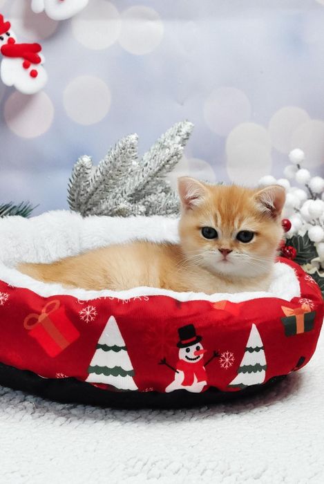 Золота британочка