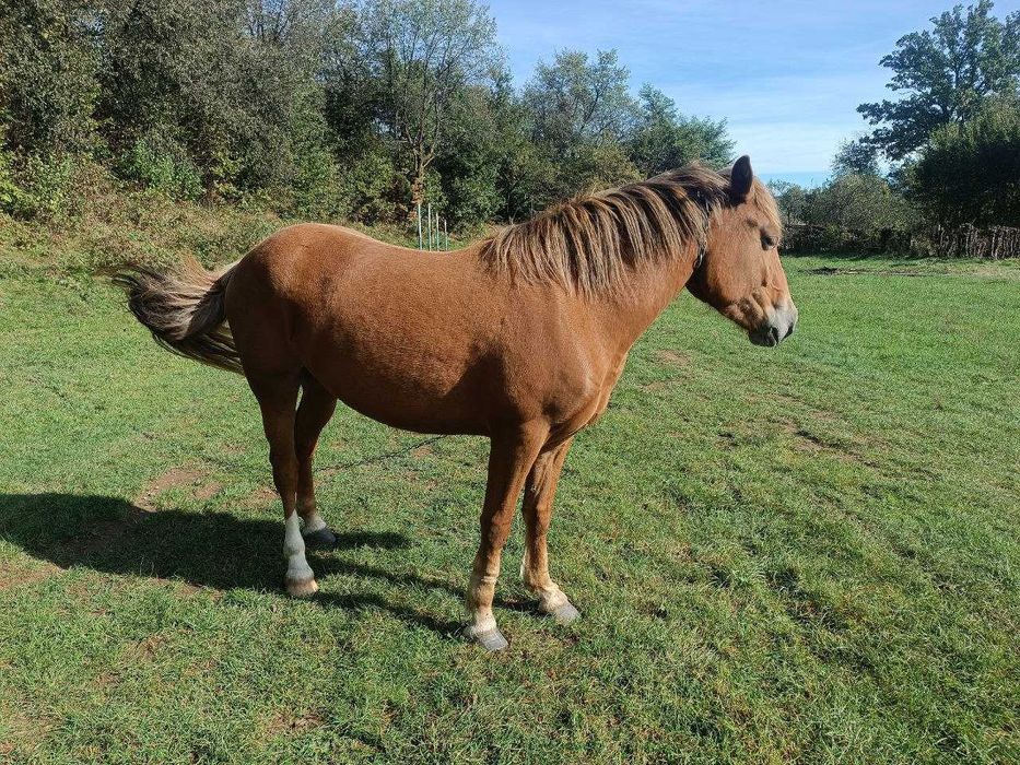 Молода кобила, 2роки 3 місяці