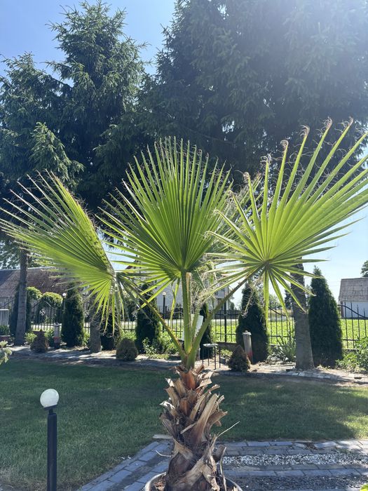 Washingtonia Robusta