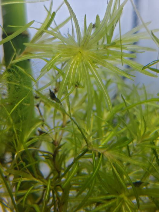 Guppy Grass (Najas guadalupensis) – Planta Ideal para Alevins e Camarões!