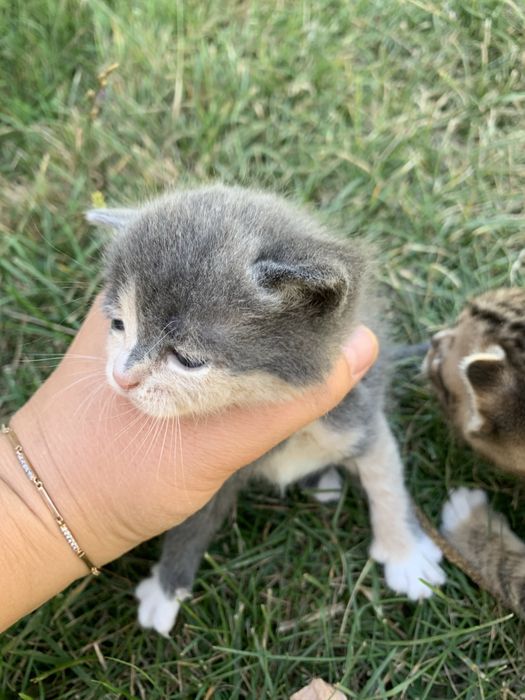 Віддамо безкоштовно кошенят від британки