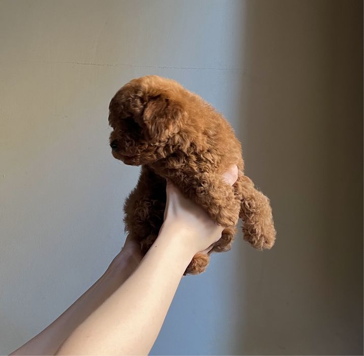 Toy pudel. Mini chlopczuk.