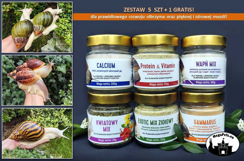 Zestaw 5 + 1 GRATIS! Achatina Lissachatina Archachatina Suplementy