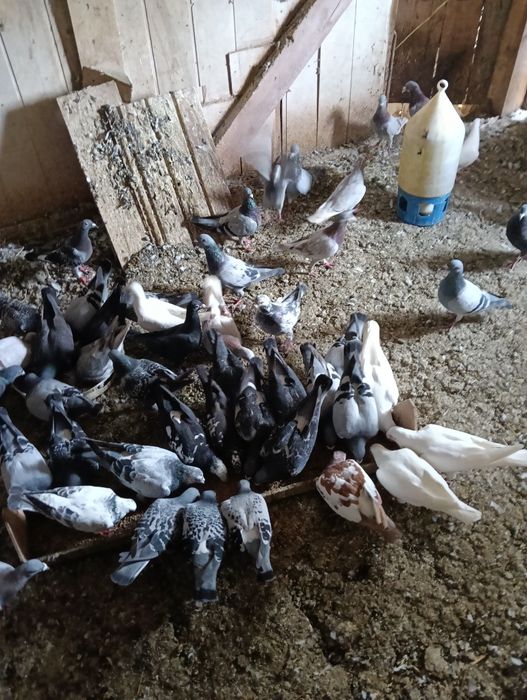 Gołębie pocztowe i ozdobne