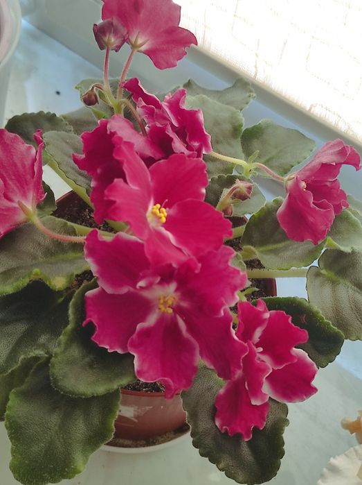 Продам взрослые растения,либо их деток