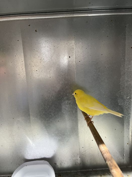 Canários amarelos  2025