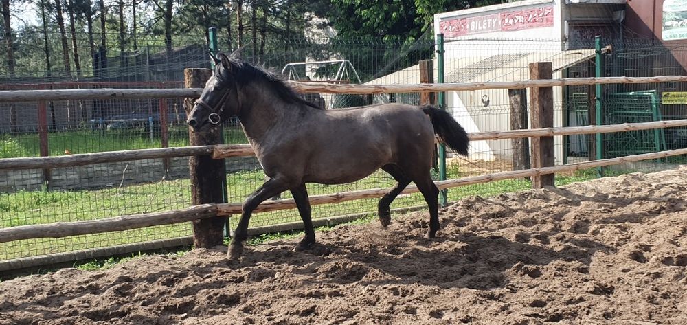 Konik Polski Ogier Dementor
