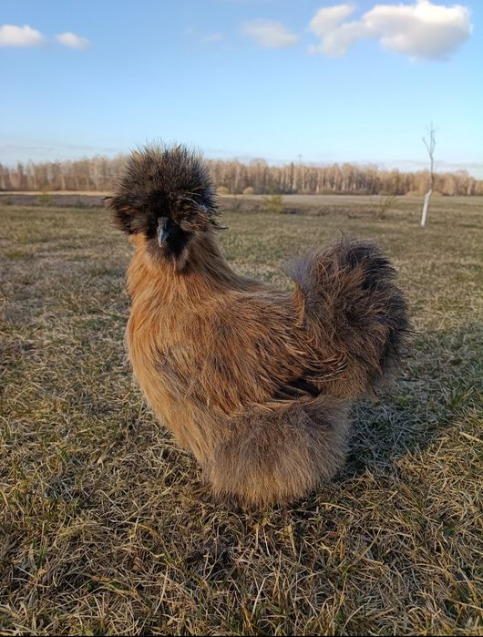 Jaja lęgowe silki jedwabistej