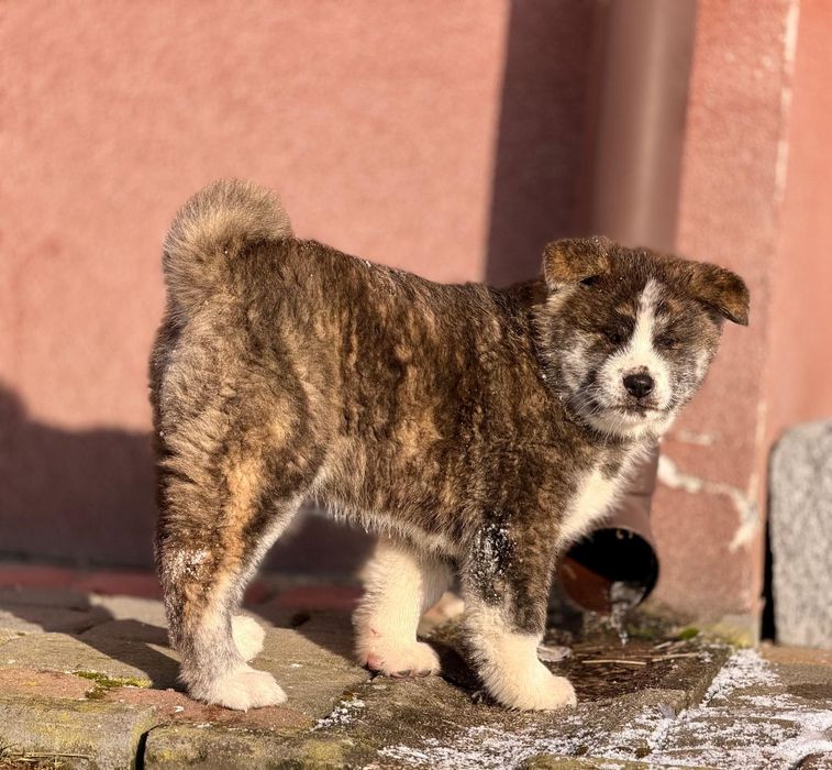 Szczeniaki Akita Inu