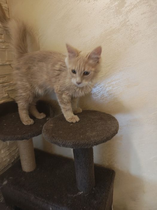 Maine coon kotka