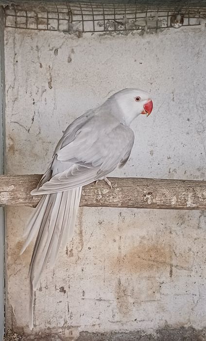 Ring necks para criação