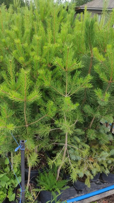 Сосна  чорна Pinus Nigra
