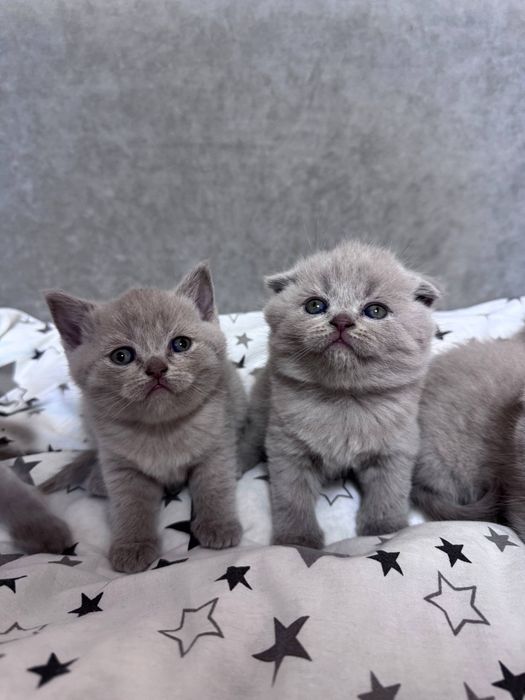 Шотландські кошенята.