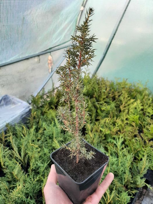 Туя західна брабант.Ялівець звичайний