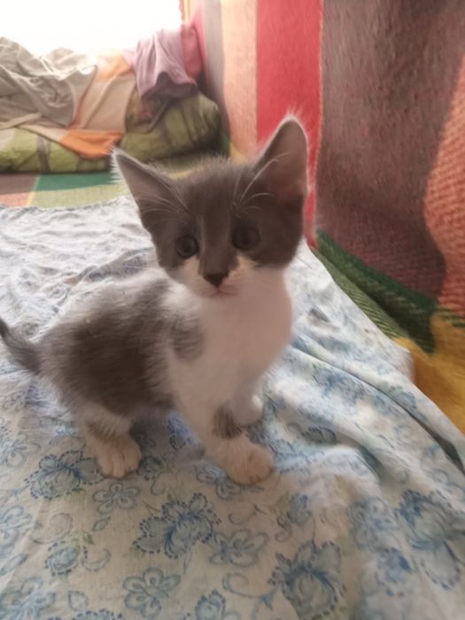 Кошенята звичайні