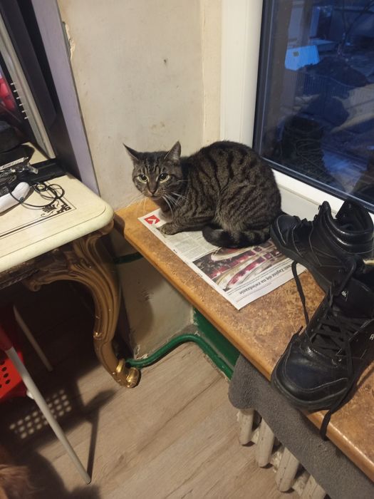 Oddam. Za darmo  kotka