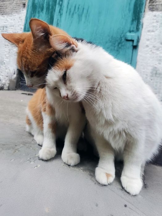 Кошечка ,котенок в заботливые руки