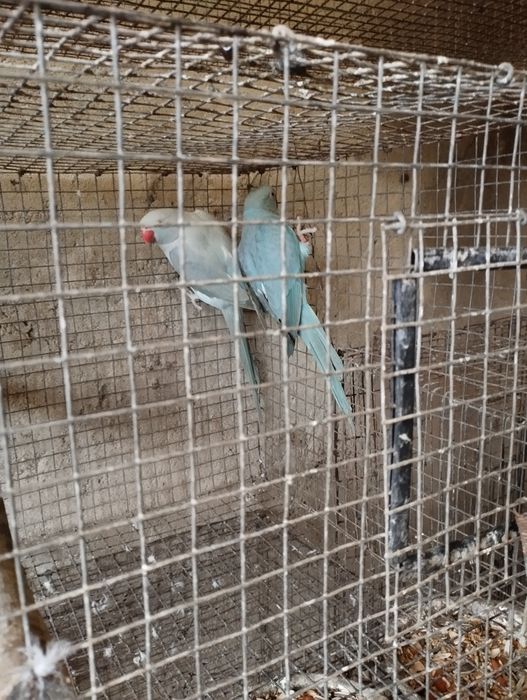 Ring nek a cabeça de ameixa