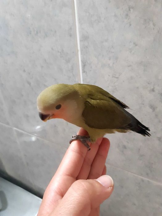 Agaponis domesticado