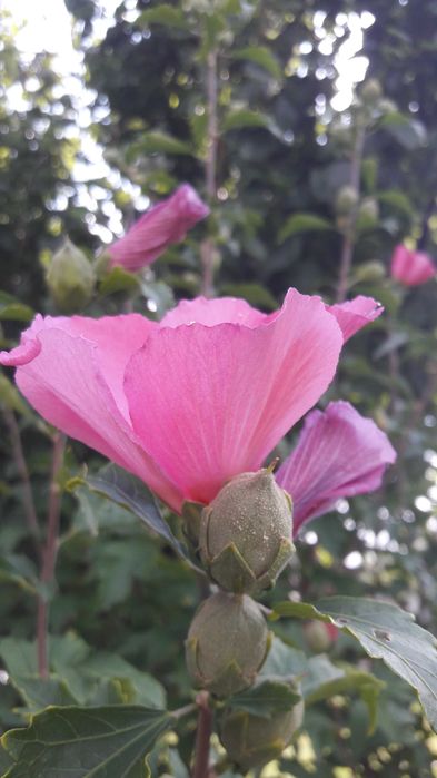 Гібіскус деревовидний