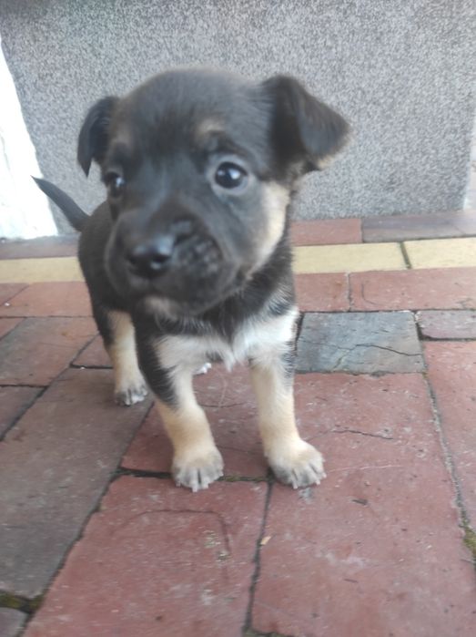 Szczeniaczki kundelka