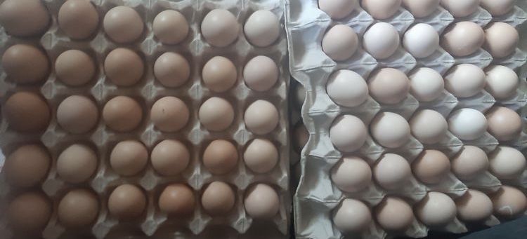 Инкубационные яйца молодка бройлер