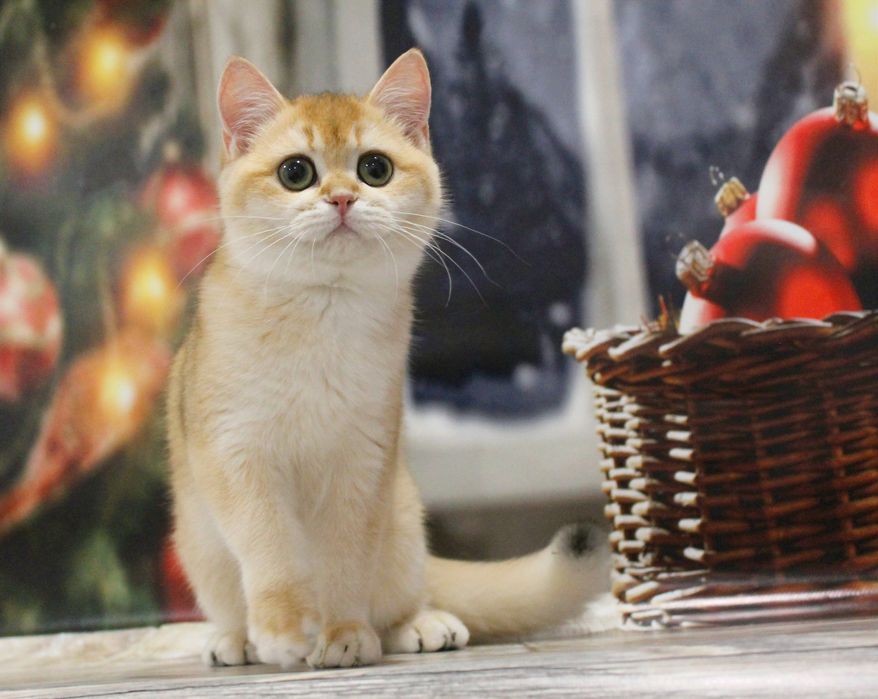 Ох, ця шубка! Ох, ці очі! Чекаємо маму