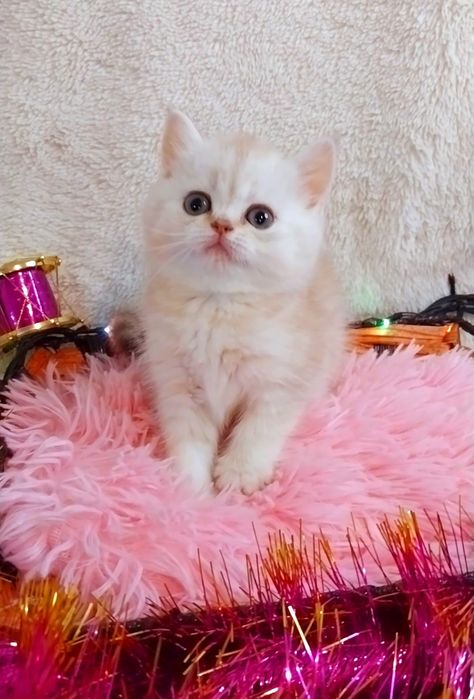 Срібна шиншила дівчинка красунечка