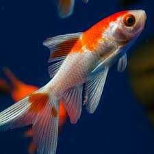 Peixes cometas de várias cores