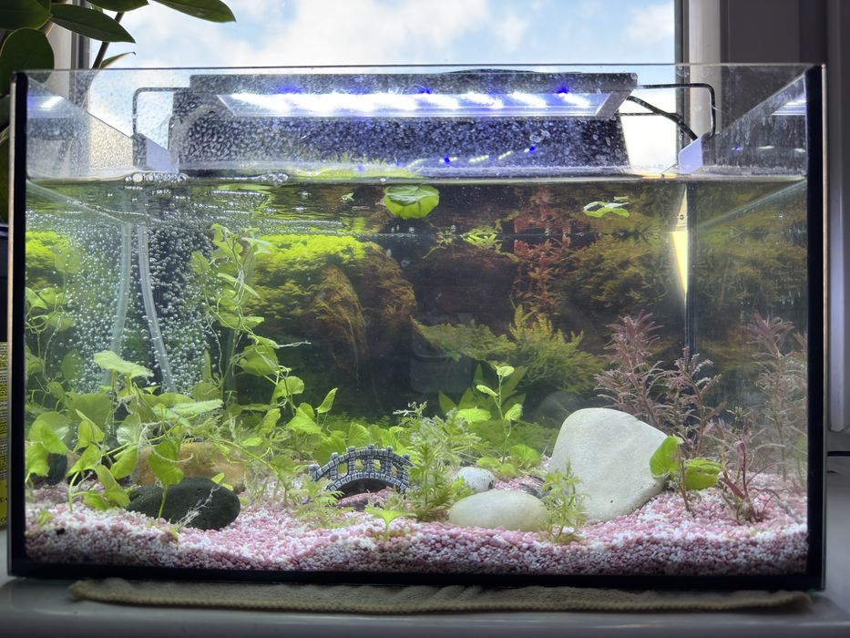 Akwarium z dodatkami