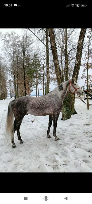 Zrebica malopolska