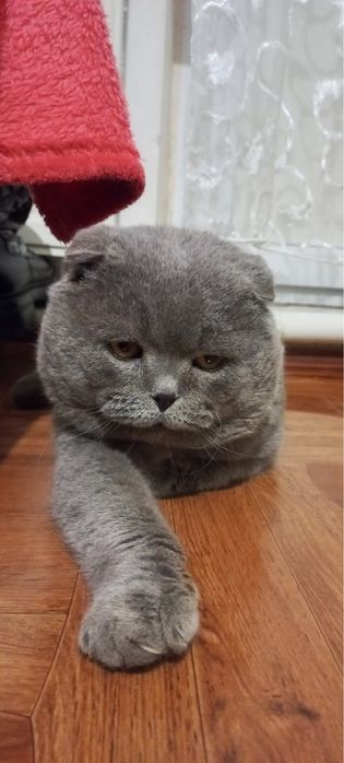 В’язка . Шотландський короткошерстий котик.