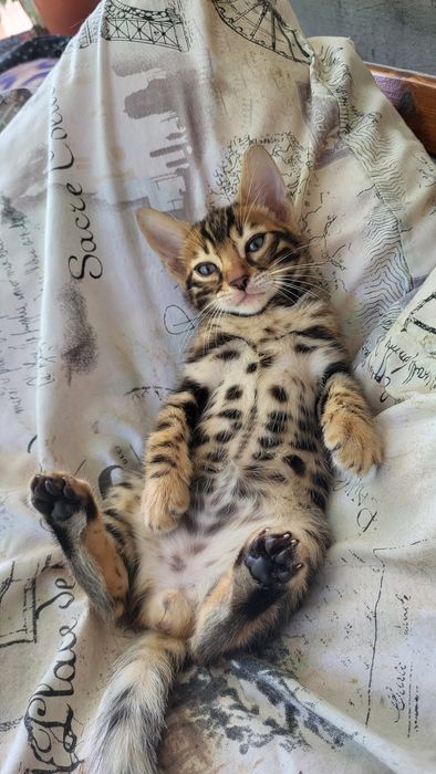 Бенгальские котята wcf