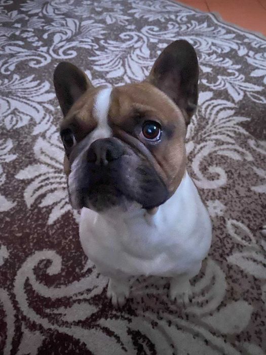 В'язка французького бульдога