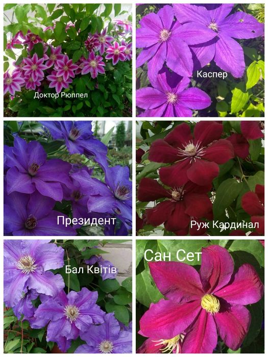 Саджанці клематиса