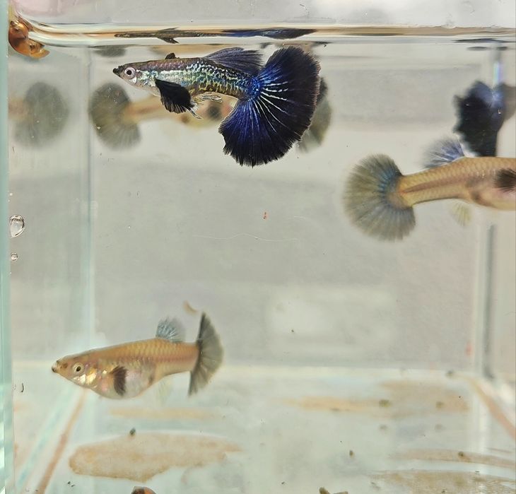 Ryby akwariowe gupiki blue dragon snakeskin halfmoon dumbo