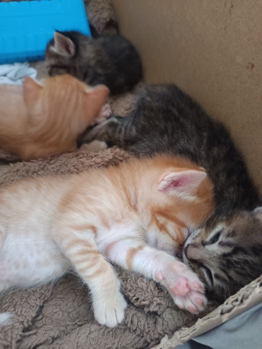 Dou filhote de gato