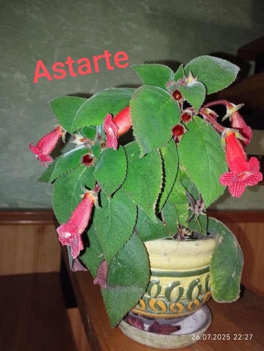 Колерія. Декілька сортів