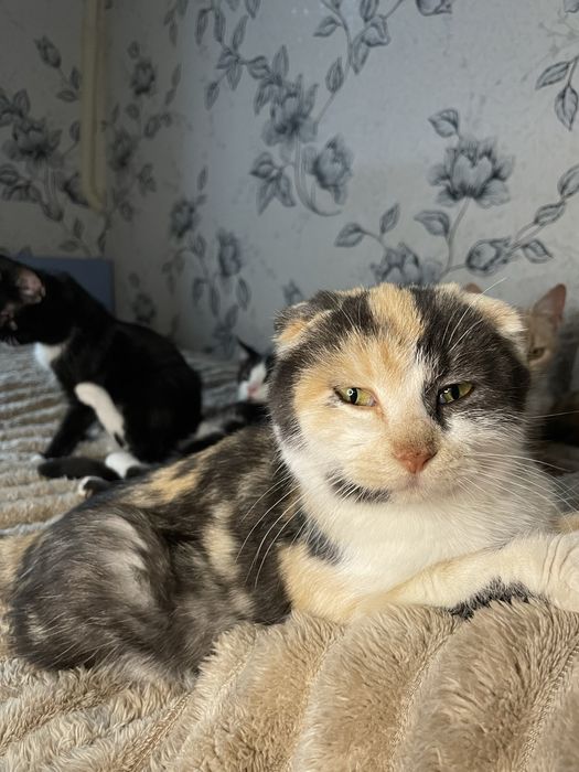 В добрі руки, кошенята, кішечка, котик, кіт