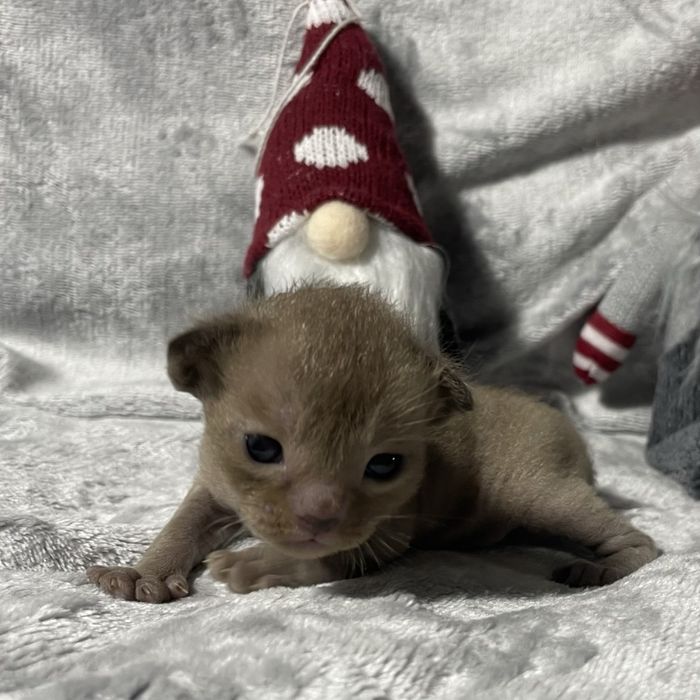 Кошенята європейської бурми