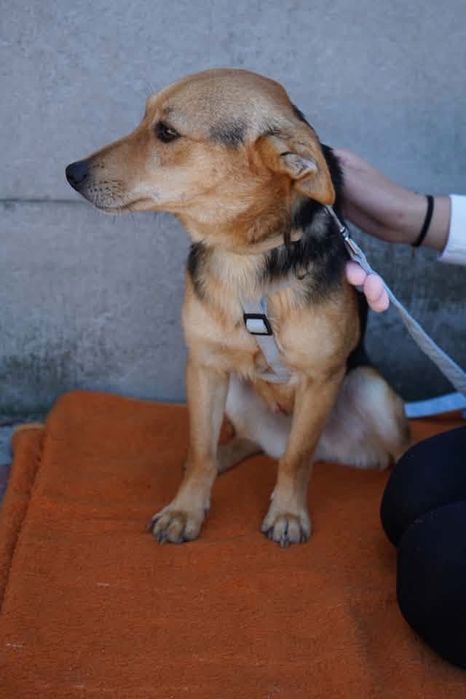 Dom dla psa do adopcji