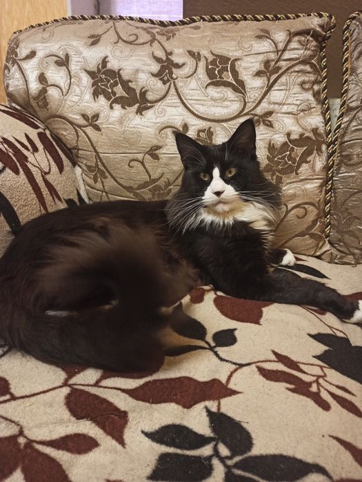 В'язка злучка (случка) кіт Мейн-Кун