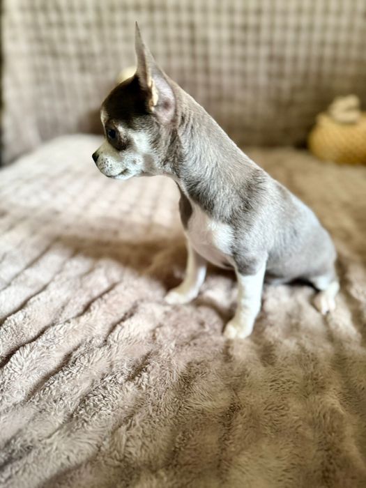Chihuahua * TEOŚ * malutki niebieski chłopczyk