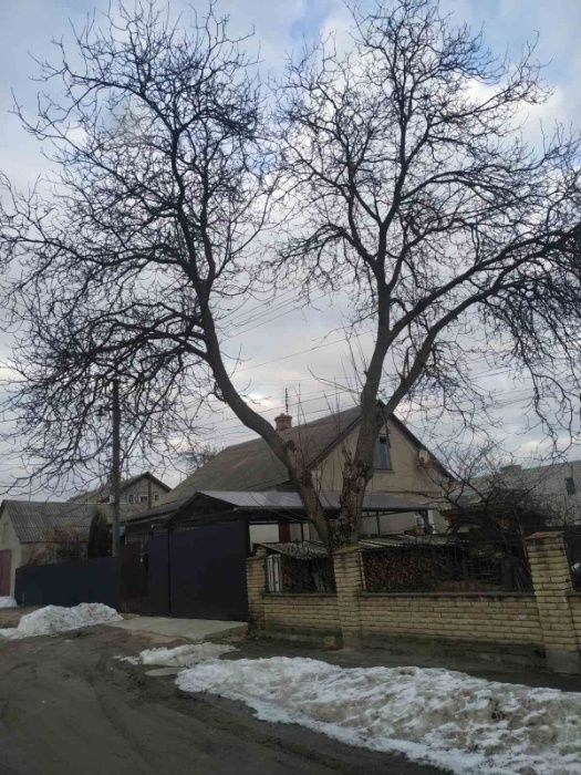 Альпініст Обрізка валка дерев зріз спил аварійних дерев Кам'янка